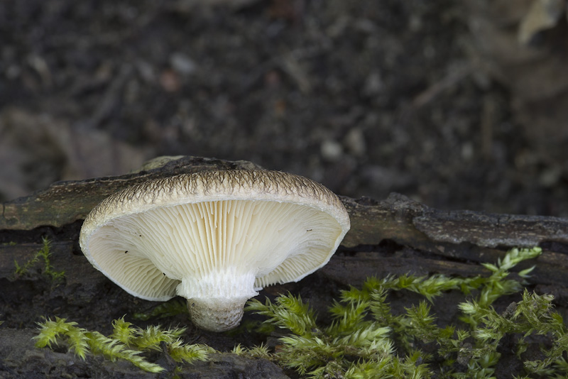 Lentinus tigrinus